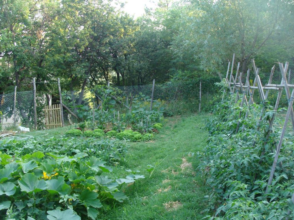 Forest View B&B Gavi Luaran gambar